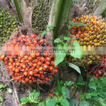 Very Good Ivory Coast Palm Oil photo-2