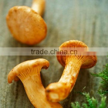 2015 New Fresh Yellow Chanterelle Hot Sale