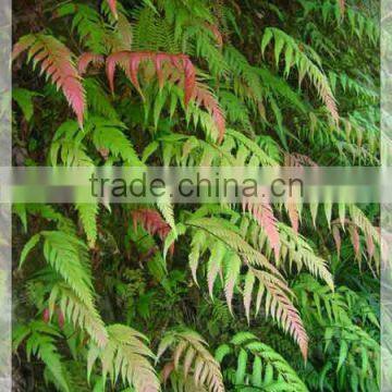 Subtropics plant Pteris cretica L. var. nervosa for sale