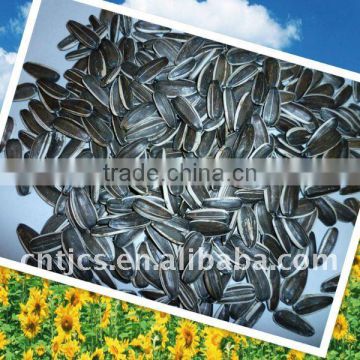 Chinese Sunflower Seeds 24/64 24/68