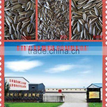 8mm china sunflower seeds in shell 5009 0409 363 1121