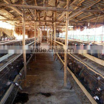 gavanized /hot-dipped poultry welded wire mesh