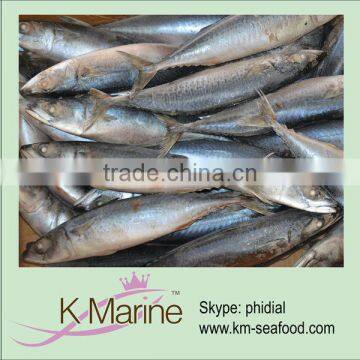 Offer Grade A sea frozen mackerel