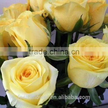 Dubai fresh flower importers rose flowers rare rose fresh anthurium rose wholesale all types of flowers wholesale