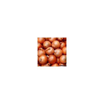 Sell Onion (Yellow Onion)