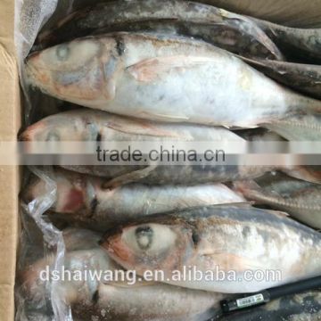 Size 10 - 20 pcs / 10 kg Whole Round Exporting Frozen Red tail horse mackerel