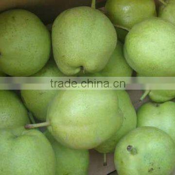 2012 New Fresh Early Mature Green Su Pear