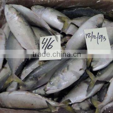 FROZEN LOLIGO SQUID WHOLE photo-5