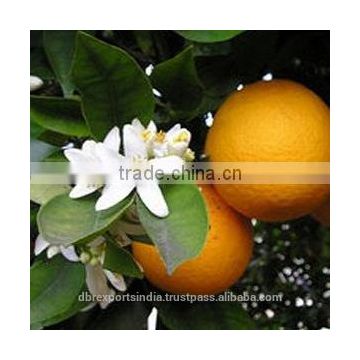 Bulk Neroli Oil from India