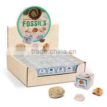 Fossils in Magnifying Box, 12 asstd. 72pcs per display