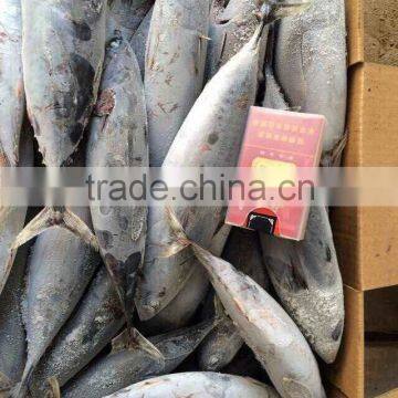 Frozen bonito fish 300-500g