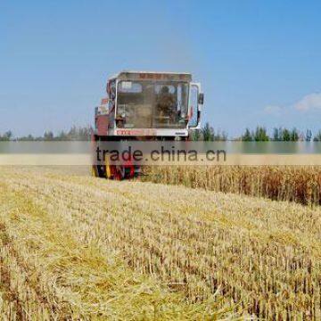 feed grade vital wheat gluten