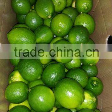 Seedless Lime photo-2