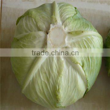 New Crop Flat Cabbage/round Cabbage for Sale photo-5