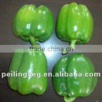 Fresh Green Bell Pepper