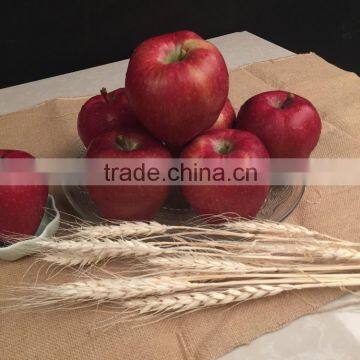 2016 Huaniu Apple Fresh Apple China Gansu Tianshui Huaniu Apple photo-3
