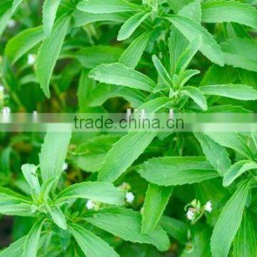 100% Pure 97% Rebaudioside A(Reb A) Stevia Leaves Extract photo-3