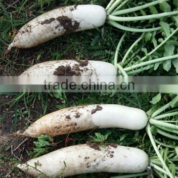 HR01 Jansi white heat resistant OP radish seeds in vegetable seeds