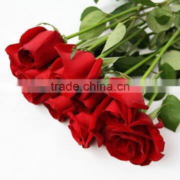 Cheap Fresh Red Rose Flowers With High Quality
