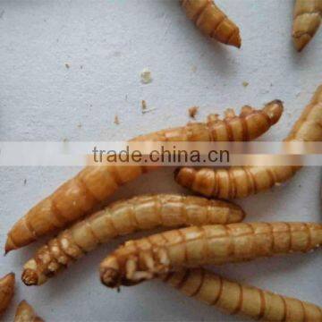 dried mealworm