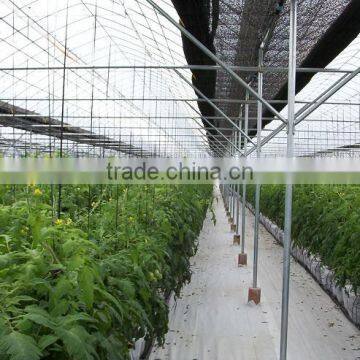 Tropical Greenhouse photo-5