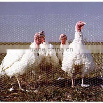 design layer chicken cages for kenya poultry farm