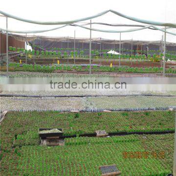 Multi-span Galvanized Black Out Greenhouse photo-3