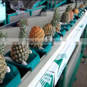 Pitaya Grading Machine Sorter Grader photo-2
