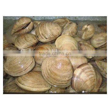 Cherry Stone photo-4