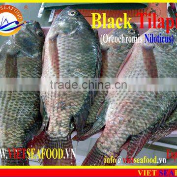 FROZEN BLACK TILAPIA WHOLE ROUND photo-5