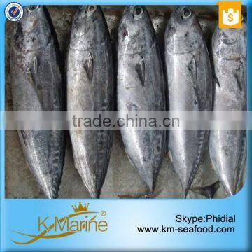 Whole Frozen Frigate Tuna photo-4