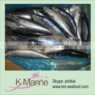 High grade frozen mackerel fish whole round