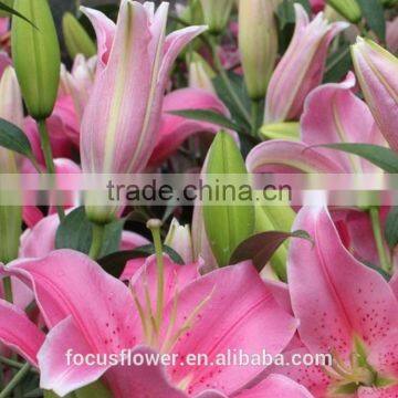 Most Popular Pink Dress Lily 2017 photo-4