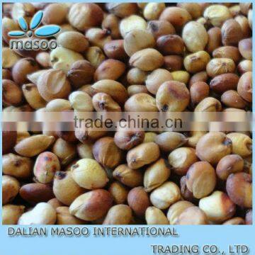 China Red Sorghum Grain