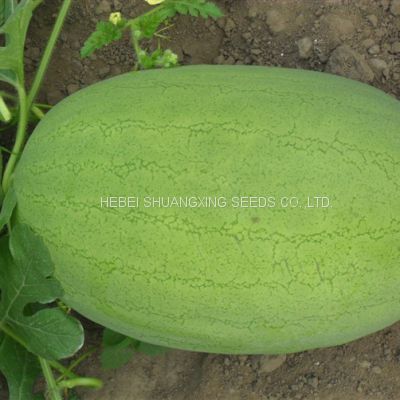 SHUANGXING f1 big hybrid watermelon seeds outdoor grown