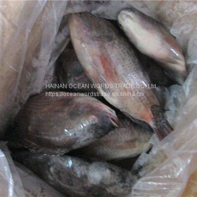 Tilapia  300-500/500-800/800+