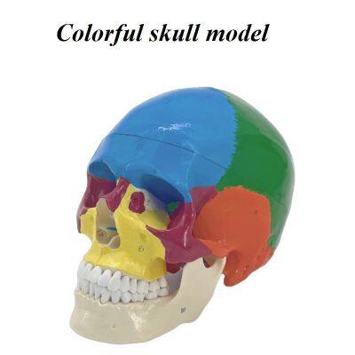 Human anatomical model Medical training model  Skeletal model