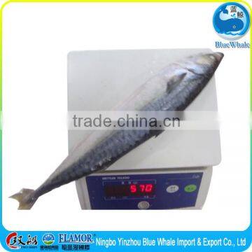 New Landing Mackerel 300-500g