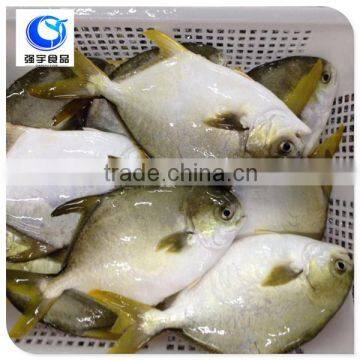 wholesale fishing frozen golden pompano