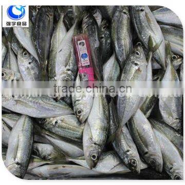 wholesale fishing frozen yellow tail horse mackerel fish