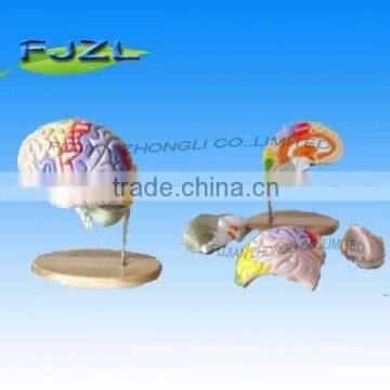 human Neuro-Anatomical Brain modelwith 4part