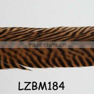 golden pheasant feather