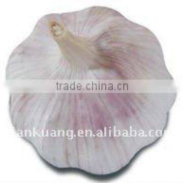 high quality Chinese normal garlic