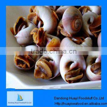 excellent frozen fine quality inexpensive moon snail