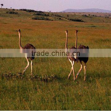 ostrich slaughter equipment cattle slaughter equipment poultry slaughter unit c profession production cheapest price