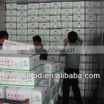 New Crop Fresh White Raddish From China photo-3