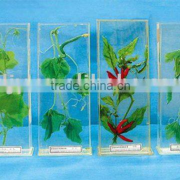 Embeded vegetable plant specimen for biology teaching