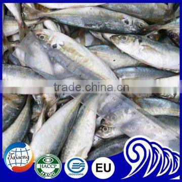Fresh catch seafood of mackerel fresh and round scad