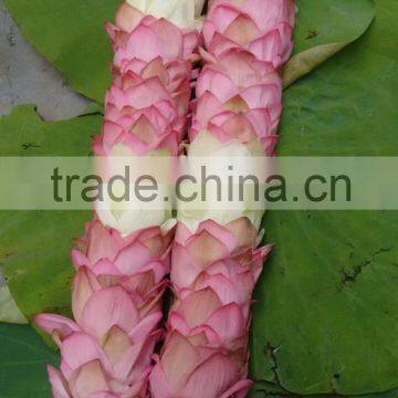 Fresh Lotus Garland Exporter/Supplier In India