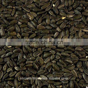 Australian Black Sunflower Seeds